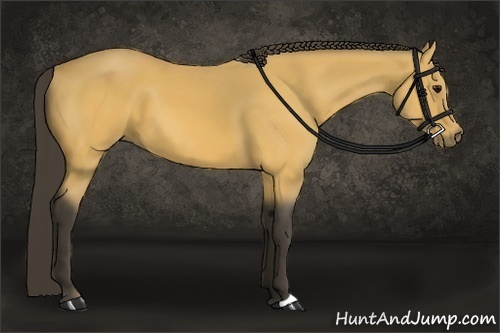Horse Color:Buckskin 