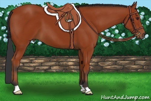 Horse Color:Brown 