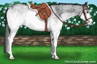 Horse Color:White Spotted Black Rabicano 