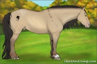 Horse Color:Sable Champagne Dun 