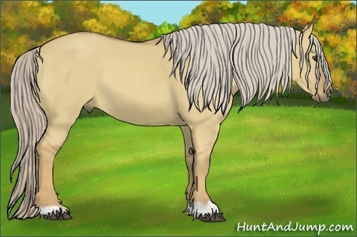 Horse Color:Palomino Dun 