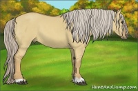 Horse Color:Palomino Dun