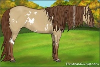 Horse Color:White Spotted Red Dun