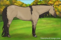 Horse Color:Liver Red Dun 