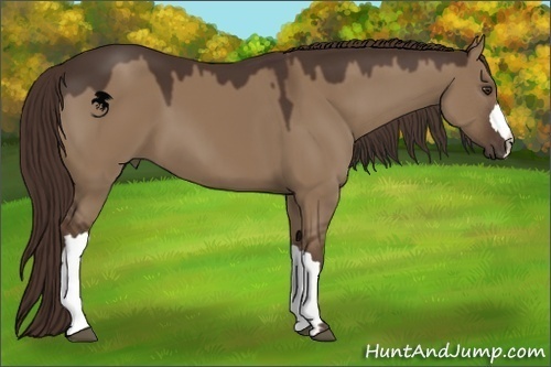 Horse Color:Liver Red Dun 