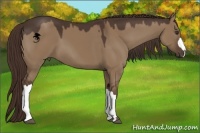 Horse Color:Liver Red Dun 
