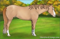 Horse Color:Gold Champagne Splash