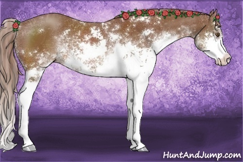 Horse Color:Chestnut Sabino 