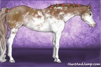Horse Color:Chestnut Sabino 