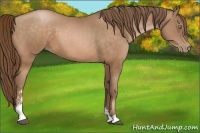 Horse Color:Brown Pearl Sabino