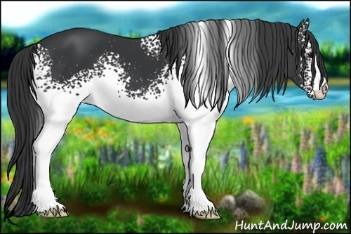 Horse Color:White Spotted Black