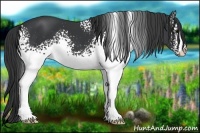 Horse Color:White Spotted Black