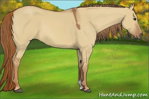 Horse Color:Red Dun 
