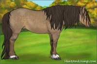 Horse Color:Liver Red Dun 