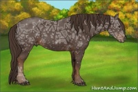 Horse Color:Liver Chestnut Ice 