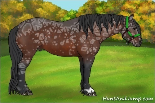 Horse Color:Bay Ice