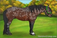 Horse Color:Bay Ice 