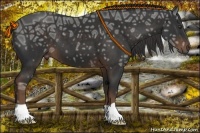 Horse Color:Liver Chestnut Ice 