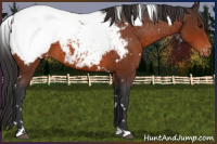 Horse Color:White Spotted Bay Snowcap 