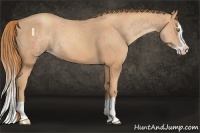 Horse Color:Gold Champagne Splash 