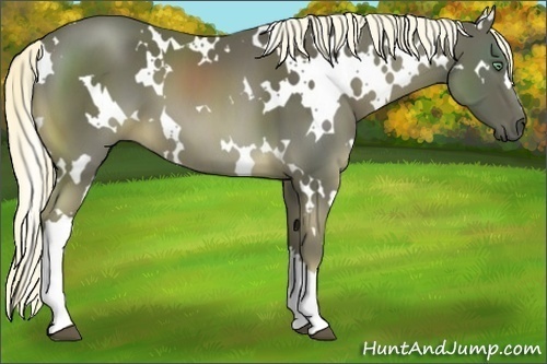Horse Color:White Spotted Chocolate Palomino