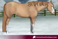 Horse Color:Gold Champagne Splash 