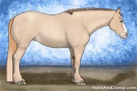 Horse Color:Gold Champagne Roan Splash 