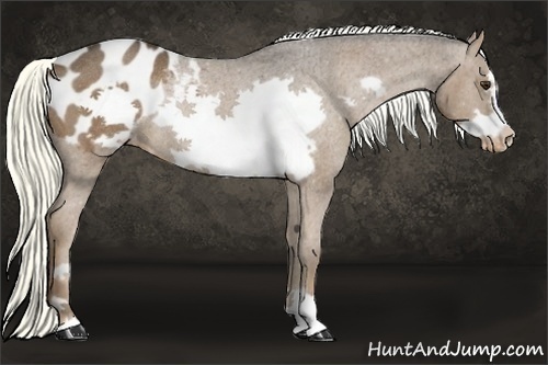 Horse Color:Liver Chestnut Frame Appaloosa Rabicano 