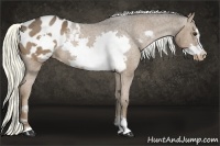 Horse Color:Liver Chestnut Frame Appaloosa Rabicano