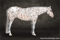 Horse Color:Bay Appaloosa 