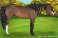 Horse Color:Brown 
