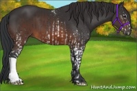 Horse Color:White Spotted Brown and Brown