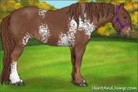 Horse Color:White Spotted Chestnut 