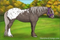 Horse Color:Silver Black Appaloosa 