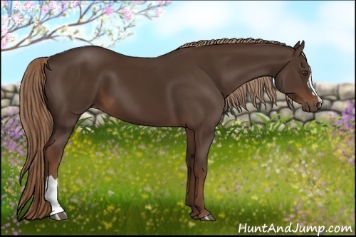 Horse Color:Liver Chestnut 