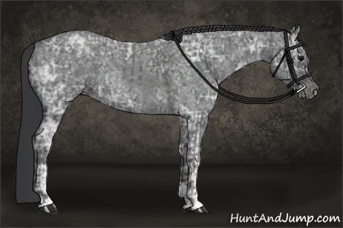 Horse Color:Blue Ice Roan  and Blue Ice Roan 