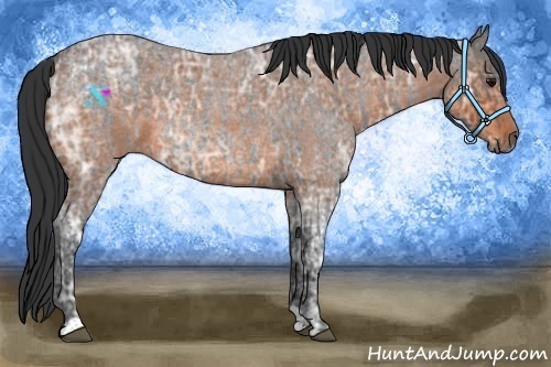 Horse Color:Blue Ice Roan and Bay Ice Roan