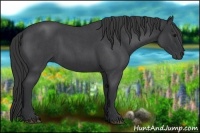 Horse Color:Blue Roan 