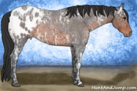Horse Color:Brown Ice Roan Appaloosa