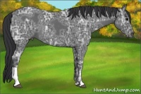 Horse Color:Blue Ice Roan  and Blue Ice Roan 