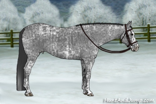 Horse Color:Blue Ice Roan  and Blue Ice Roan Splash 