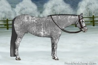 Horse Color:Blue Ice Roan and Blue Ice Roan Splash