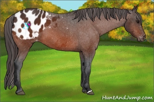 Horse Color:Bay Appaloosa