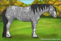 Horse Color:Blue Ice Roan  and Blue Ice Roan Splash 