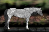 Horse Color:Blue Ice Roan  and Blue Ice Roan 