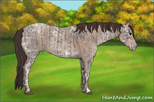 Horse Color:Blue Ice Roan  and Classic Champagne Ice Roan 
