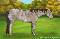 Horse Color:Blue Ice Roan  and Classic Champagne Ice Roan 