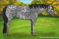 Horse Color:Blue Ice Roan and Gray Blue Ice Roan