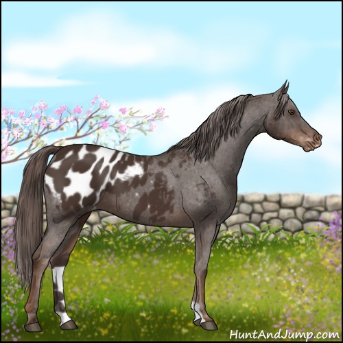 Horse Color:Liver Chestnut Blanket 