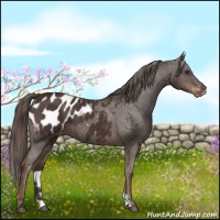 Horse Color:Liver Chestnut Appaloosa 